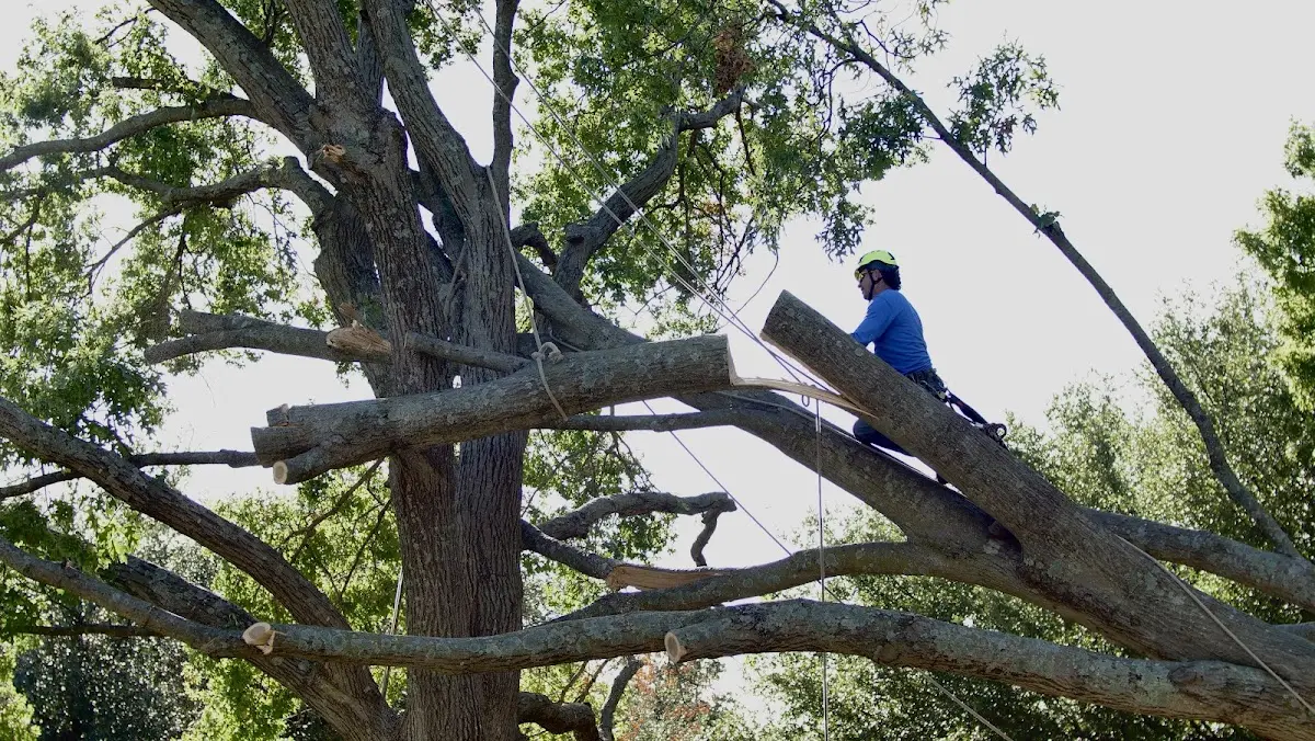 Professional Hazardous Tree Removal performed by certified arborists in Haralson